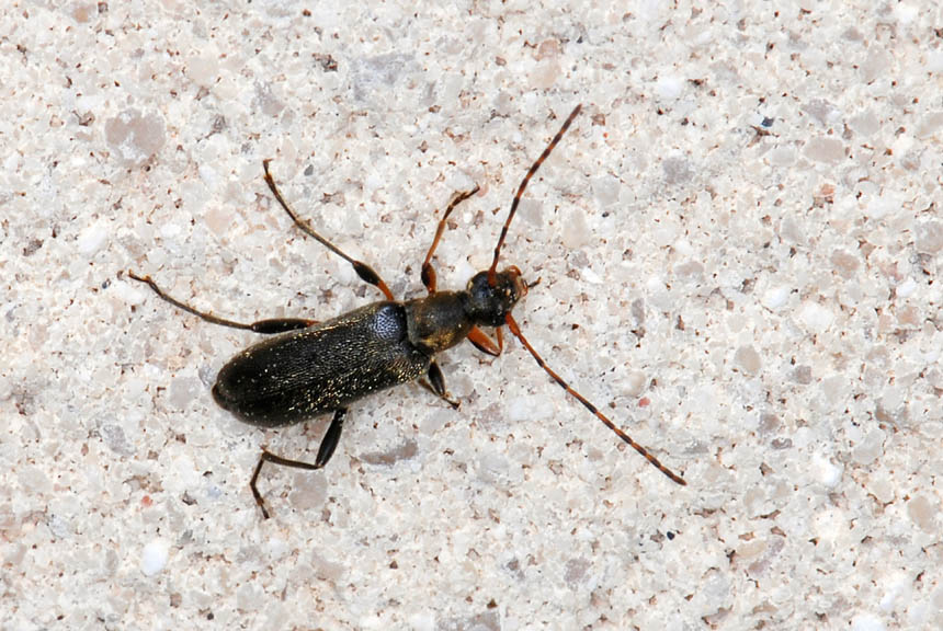 Da determinare: Grammoptera ruficornis